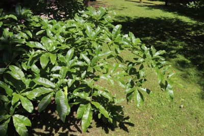 Quercus imbricaria - dub celokrajný - větev